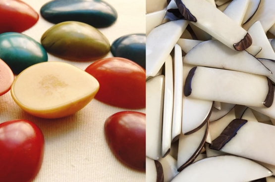 Tierra Tagua Ivoire Végétal